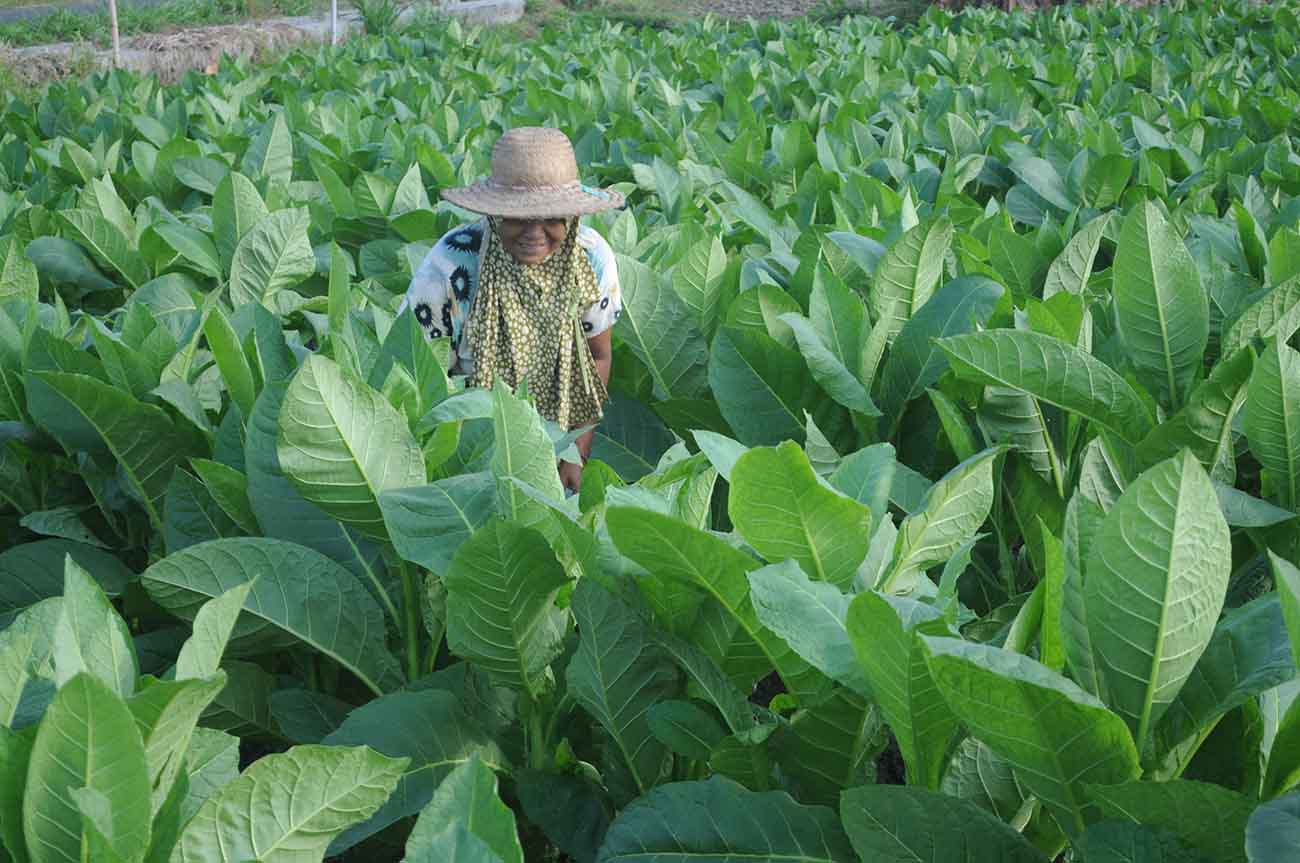  Kawasan Industri Hasil Tembakau 