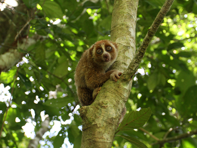 BKSDA Agam Lepaskan Elang Brontok Dan Kukang