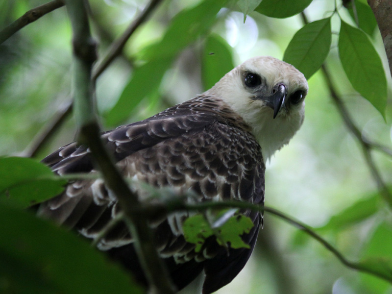 BKSDA Agam Lepaskan Elang Brontok Dan Kukang