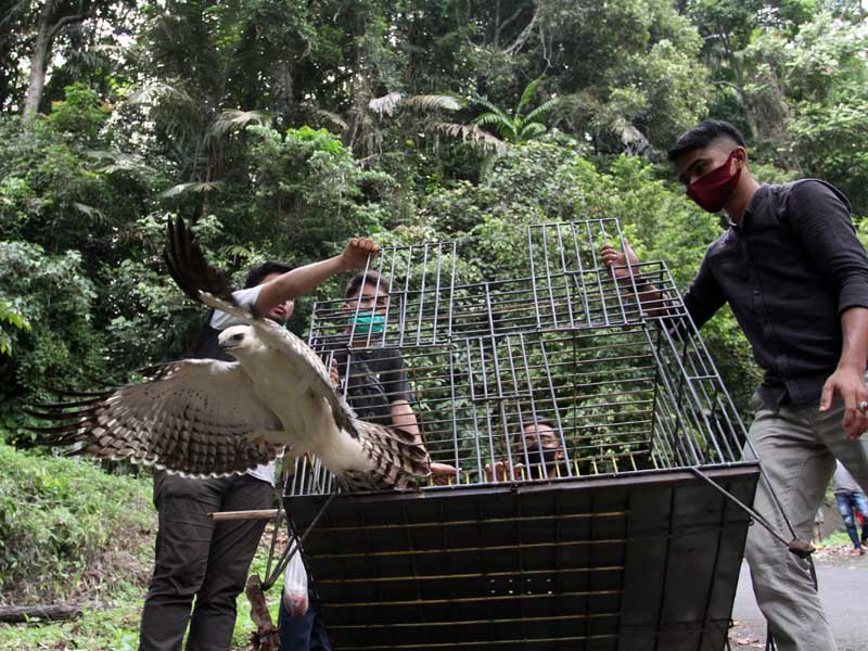 BKSDA Agam Lepaskan Elang Brontok Dan Kukang