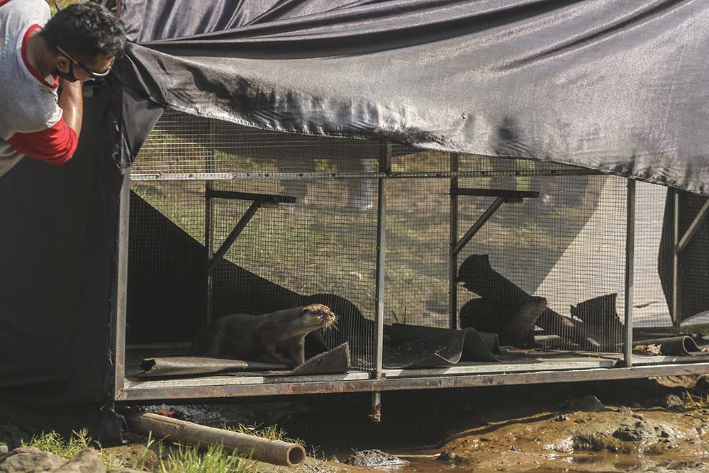 Pelepasliaran Berang-Berang di Depok