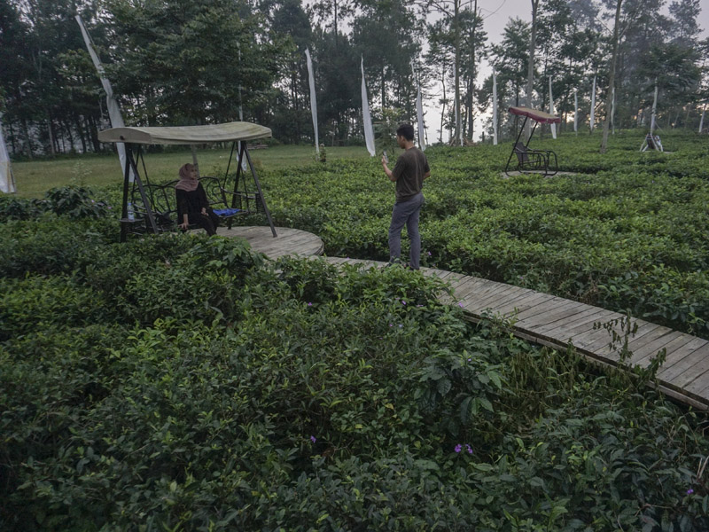 Wisata Taman Kebun Teh Patitie