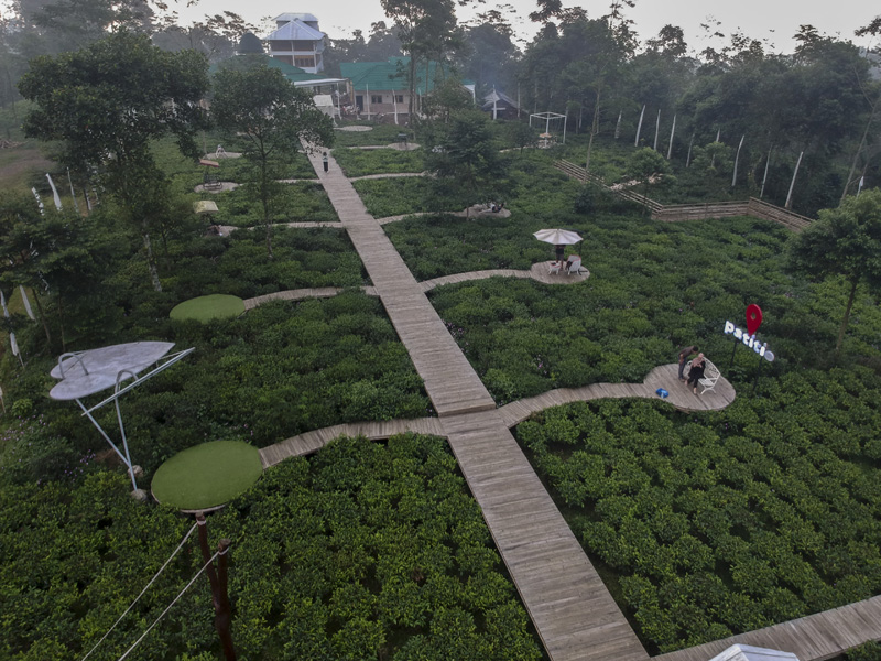 Wisata Taman Kebun Teh Patitie