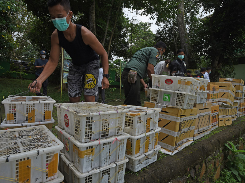Pelepasliaran Burung Selundupan
