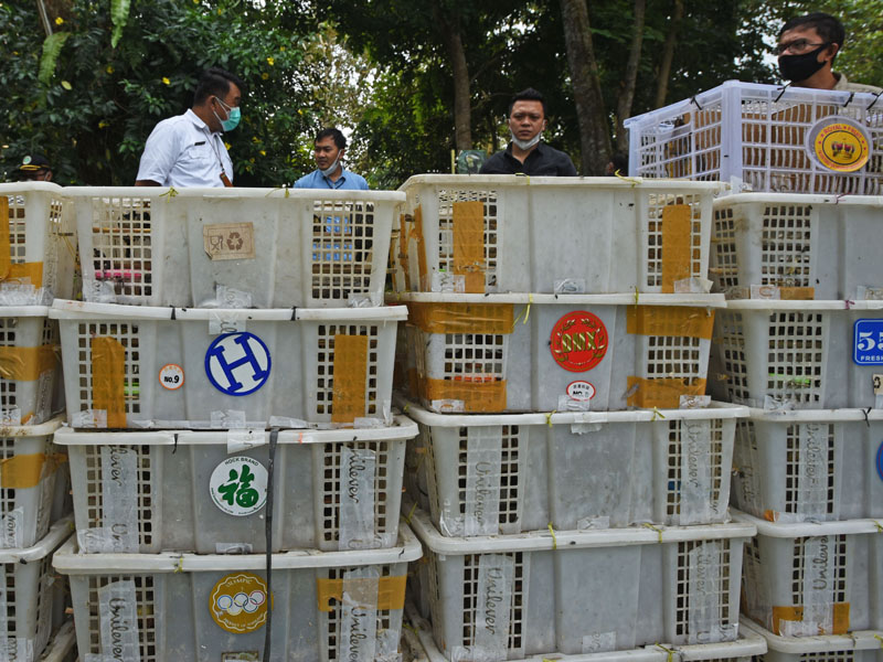 Pelepasliaran Burung Selundupan