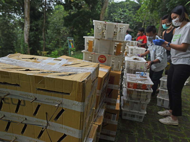 Pelepasliaran Burung Selundupan