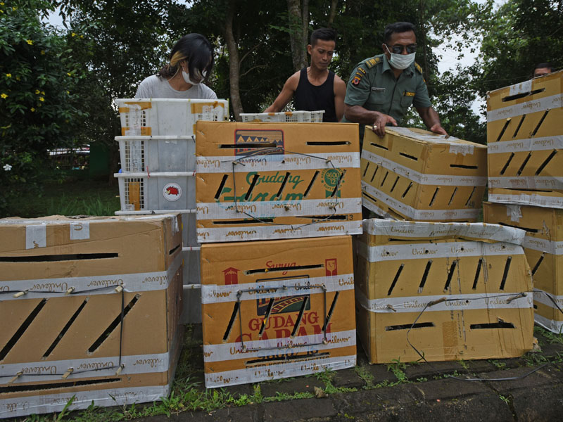 Pelepasliaran Burung Selundupan