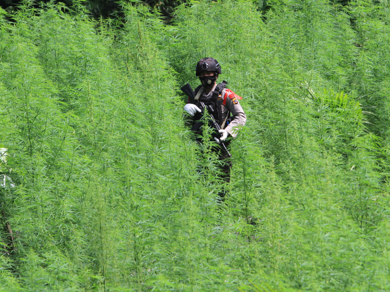 Operasi Pemusnahan Ladang Ganja Di Aceh