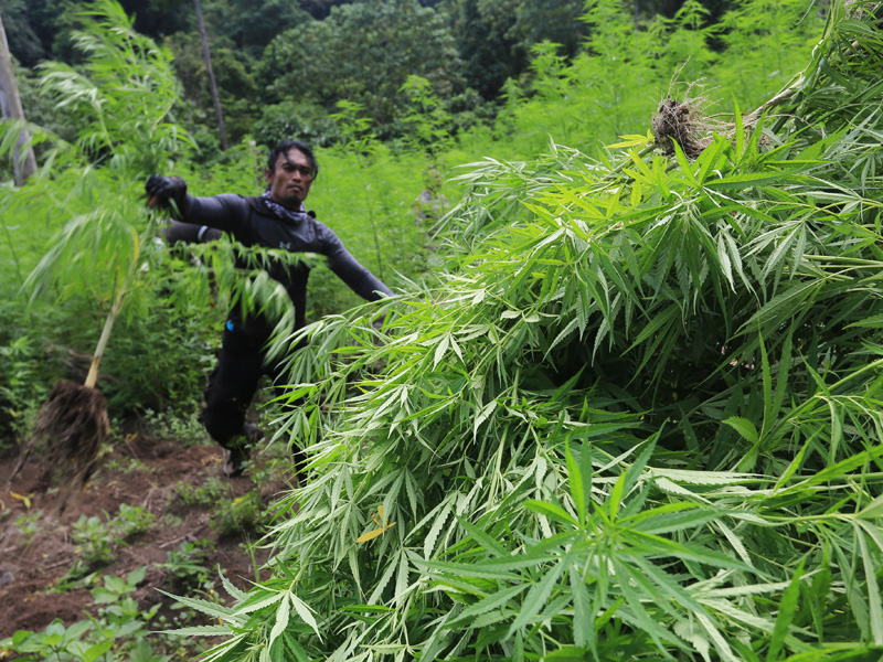 Operasi Pemusnahan Ladang Ganja Di Aceh