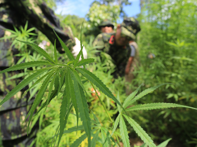 Operasi Pemusnahan Ladang Ganja Di Aceh