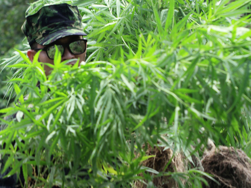 Operasi Pemusnahan Ladang Ganja Di Aceh