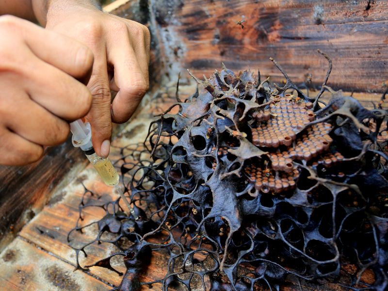 Budi Daya Madu Kelulut Di Aceh Besar