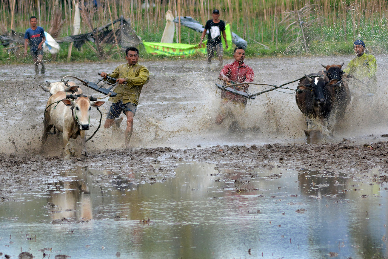 Pacu Jawi ala Payakumbuh