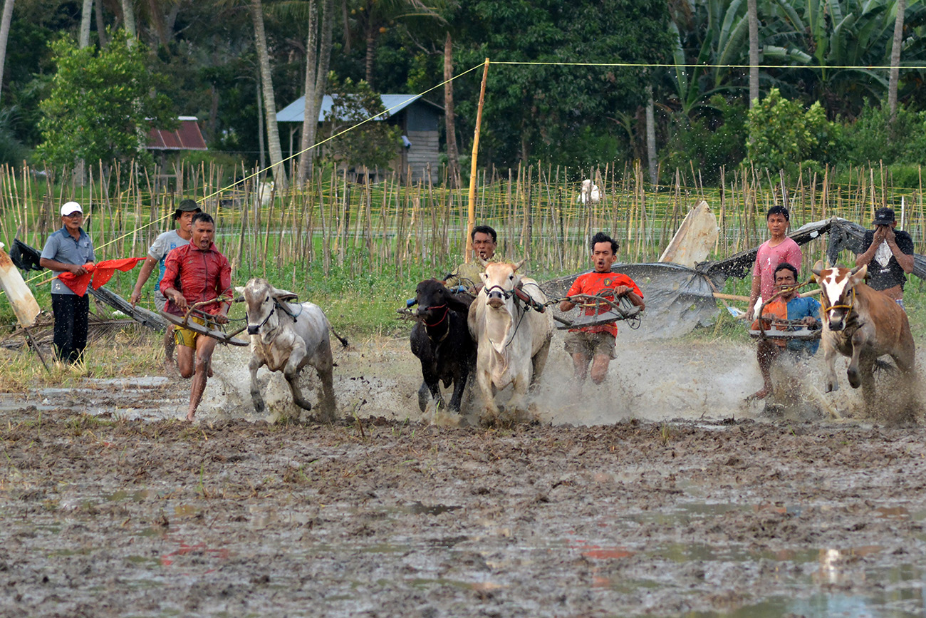 Pacu Jawi ala Payakumbuh