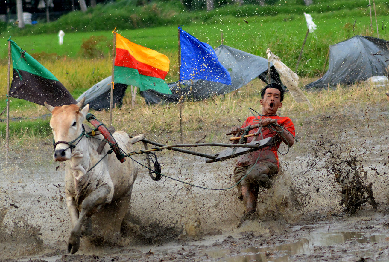 Pacu Jawi ala Payakumbuh