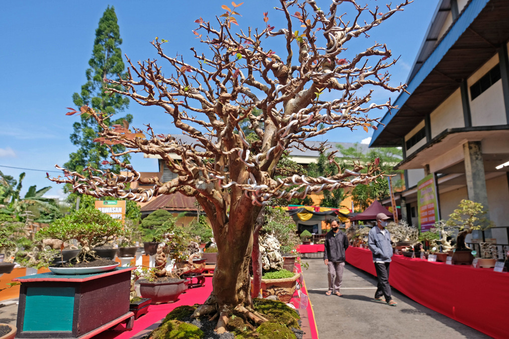 Pameran Bonsai Tingkat Nasional di Temanggung