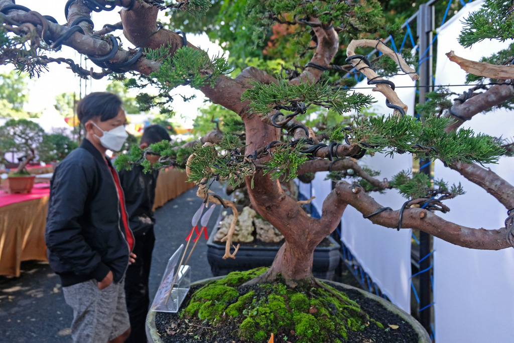 Pameran Bonsai Tingkat Nasional di Temanggung