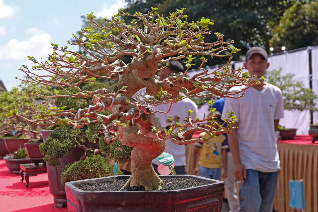 Pameran Bonsai Tingkat Nasional di Temanggung