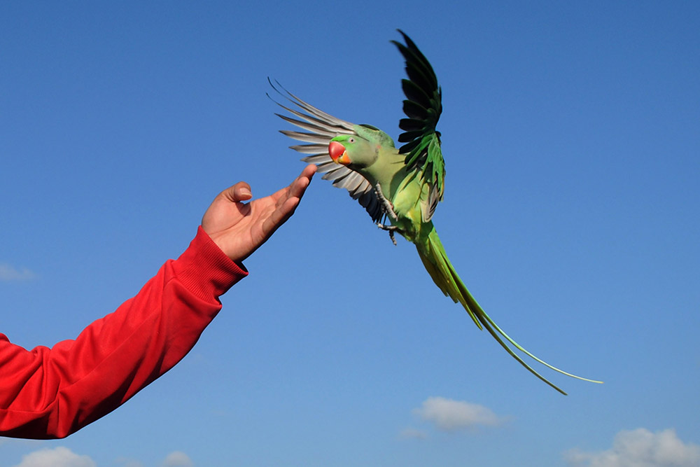 Komunitas Pecinta Burung Paruh Bengkok
