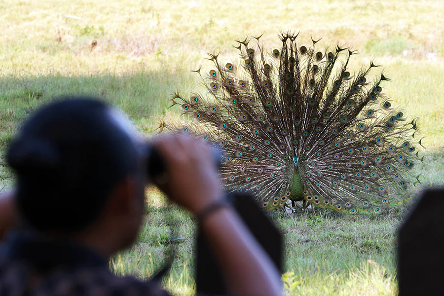 Musim Kawin Merak Hijau di Taman Nasional Alas Purwo 