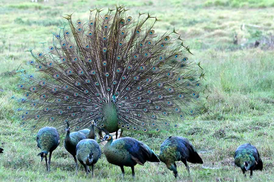 Musim Kawin Merak Hijau di Taman Nasional Alas Purwo 