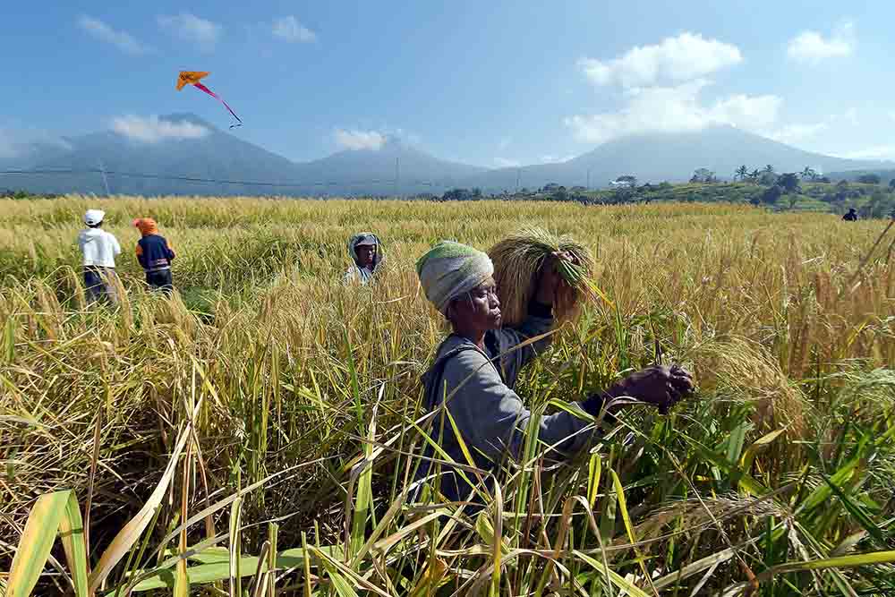 Panen Raya Padi Merah di Persawahan Jatiluwih Bali