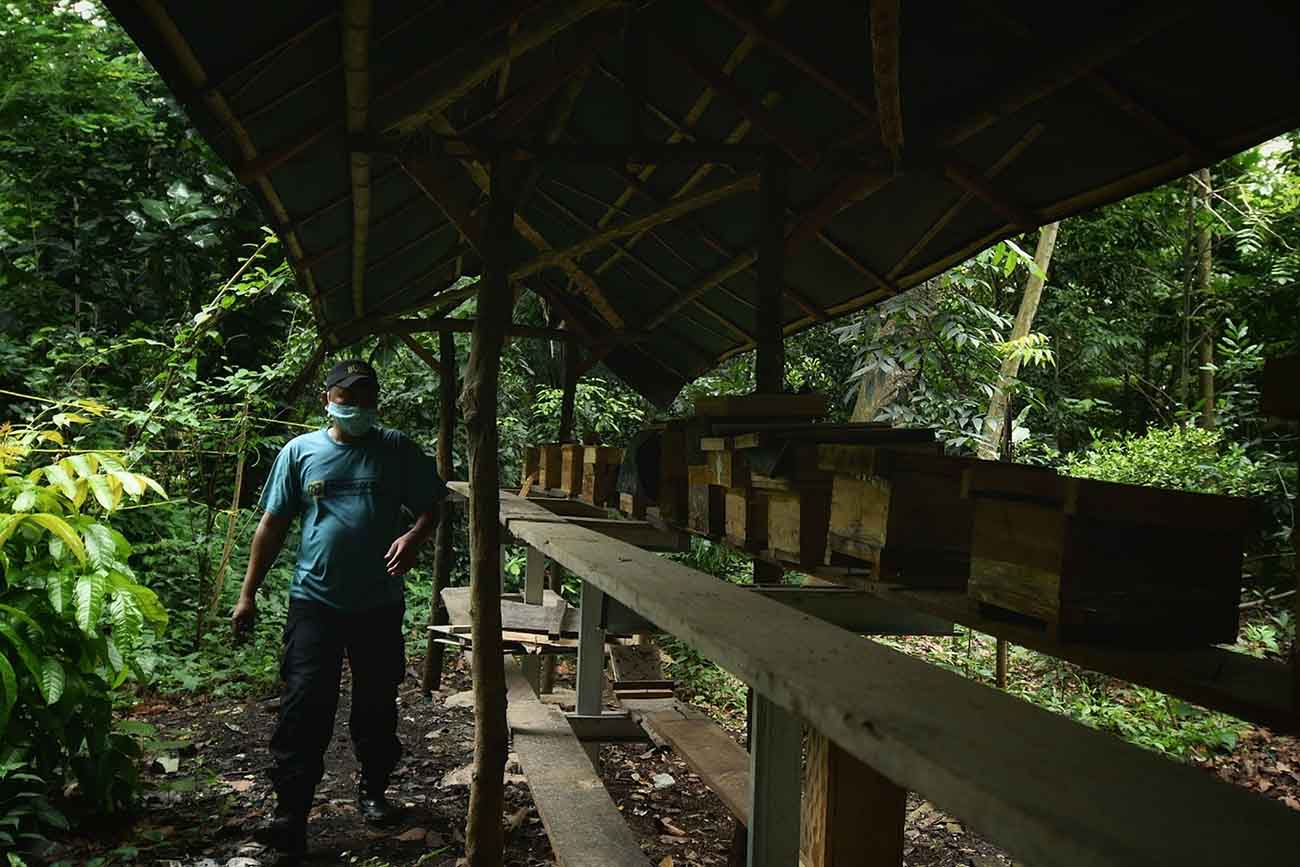 Budidaya Lebah Madu di Jakarta