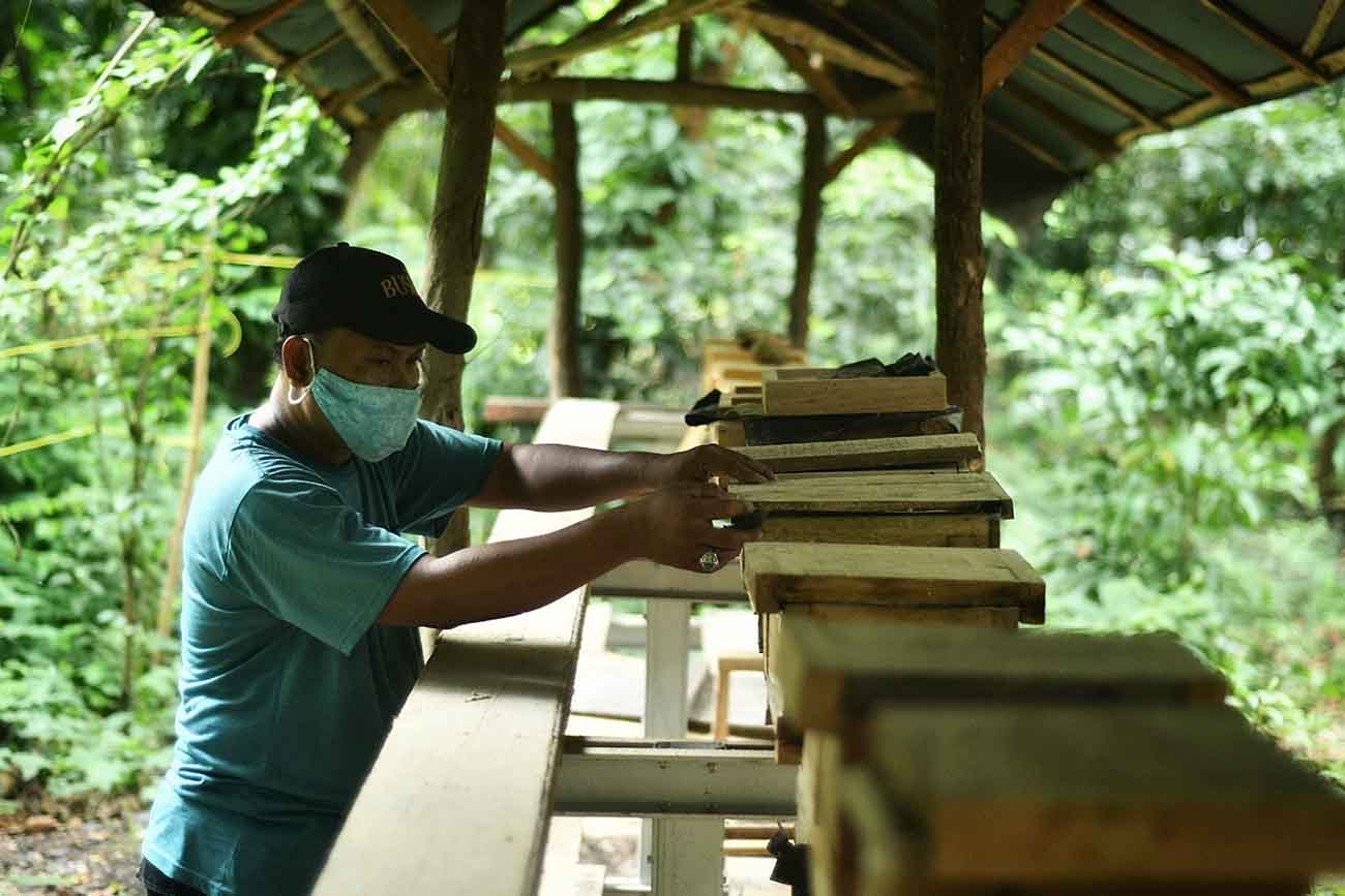 Budidaya Lebah Madu di Jakarta