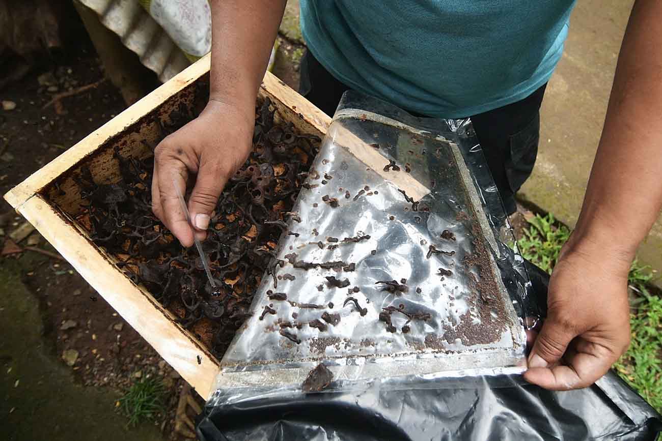 Budidaya Lebah Madu di Jakarta