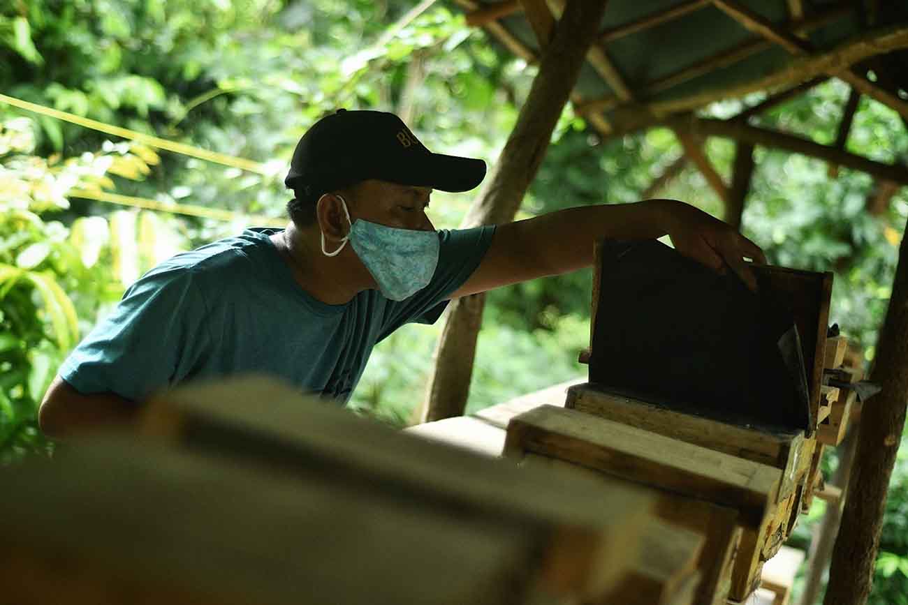 Budidaya Lebah Madu di Jakarta