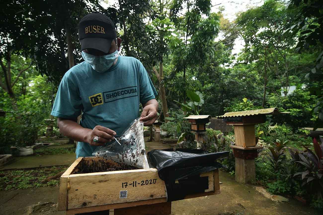 Budidaya Lebah Madu di Jakarta