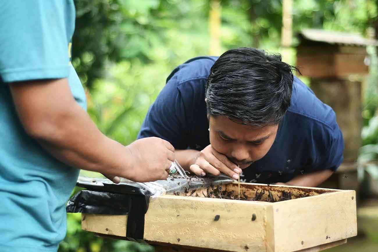 Budidaya Lebah Madu di Jakarta