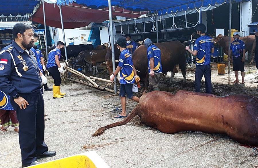 ABN Partai NasDem Sembelin 16 Sapi dan 15 Kambing 