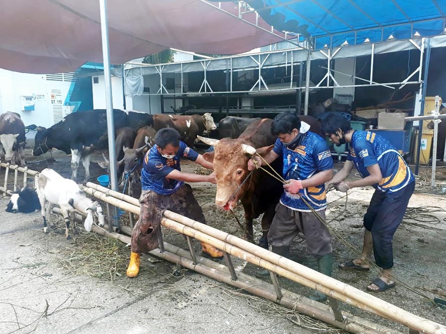 ABN Partai NasDem Sembelin 16 Sapi dan 15 Kambing 