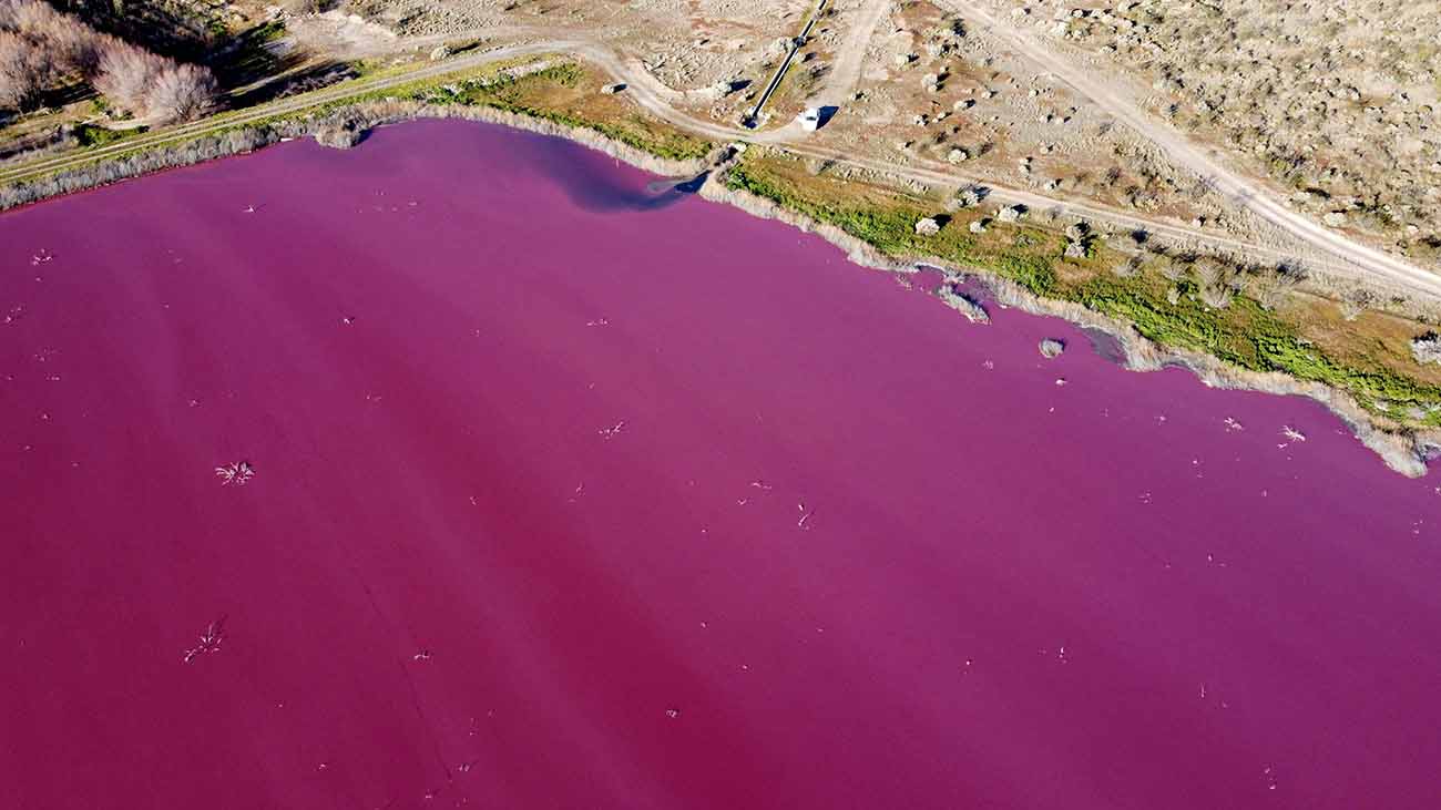 Danau di Argentina Berubah Warna Jadi Merah Muda