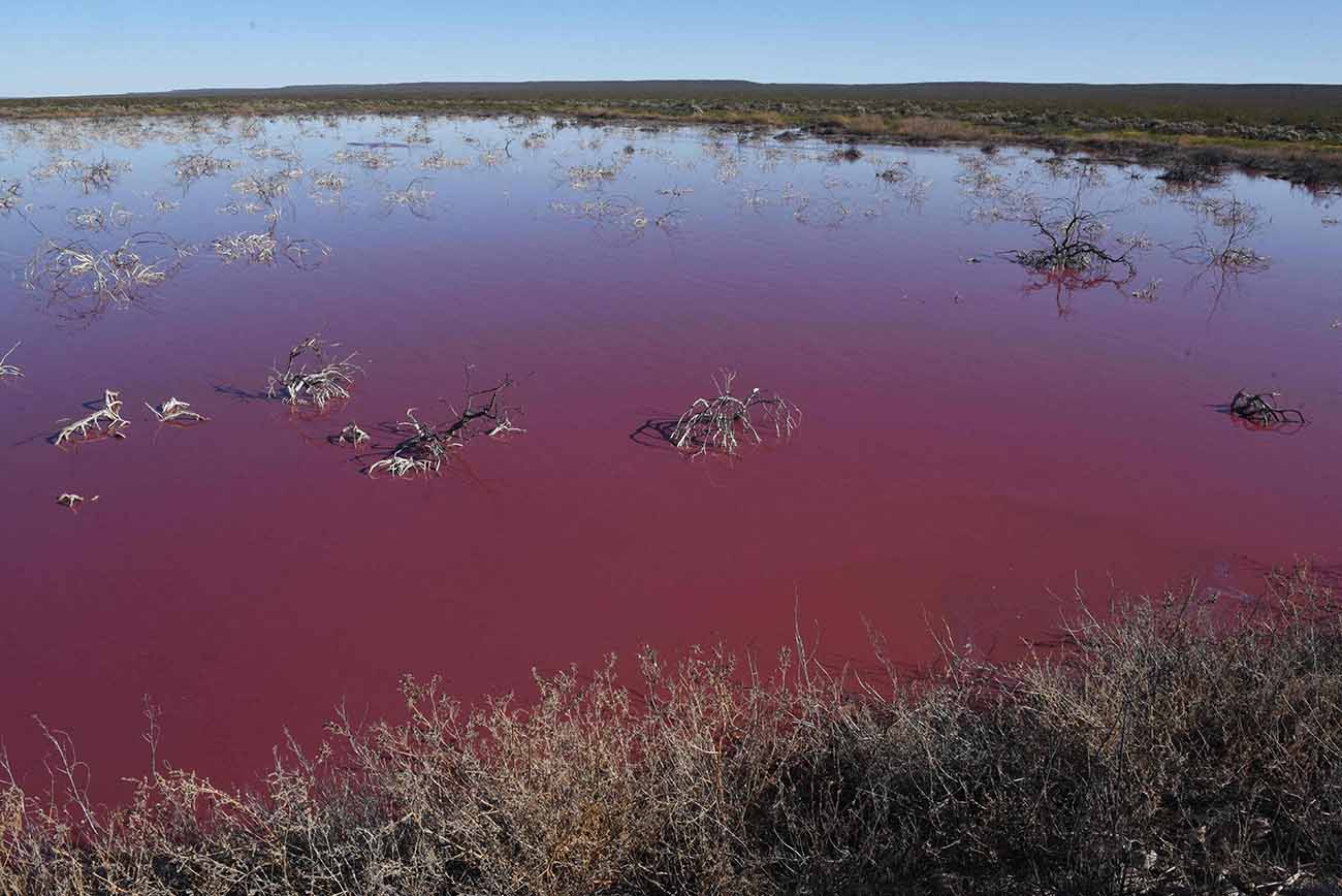 Danau di Argentina Berubah Warna Jadi Merah Muda