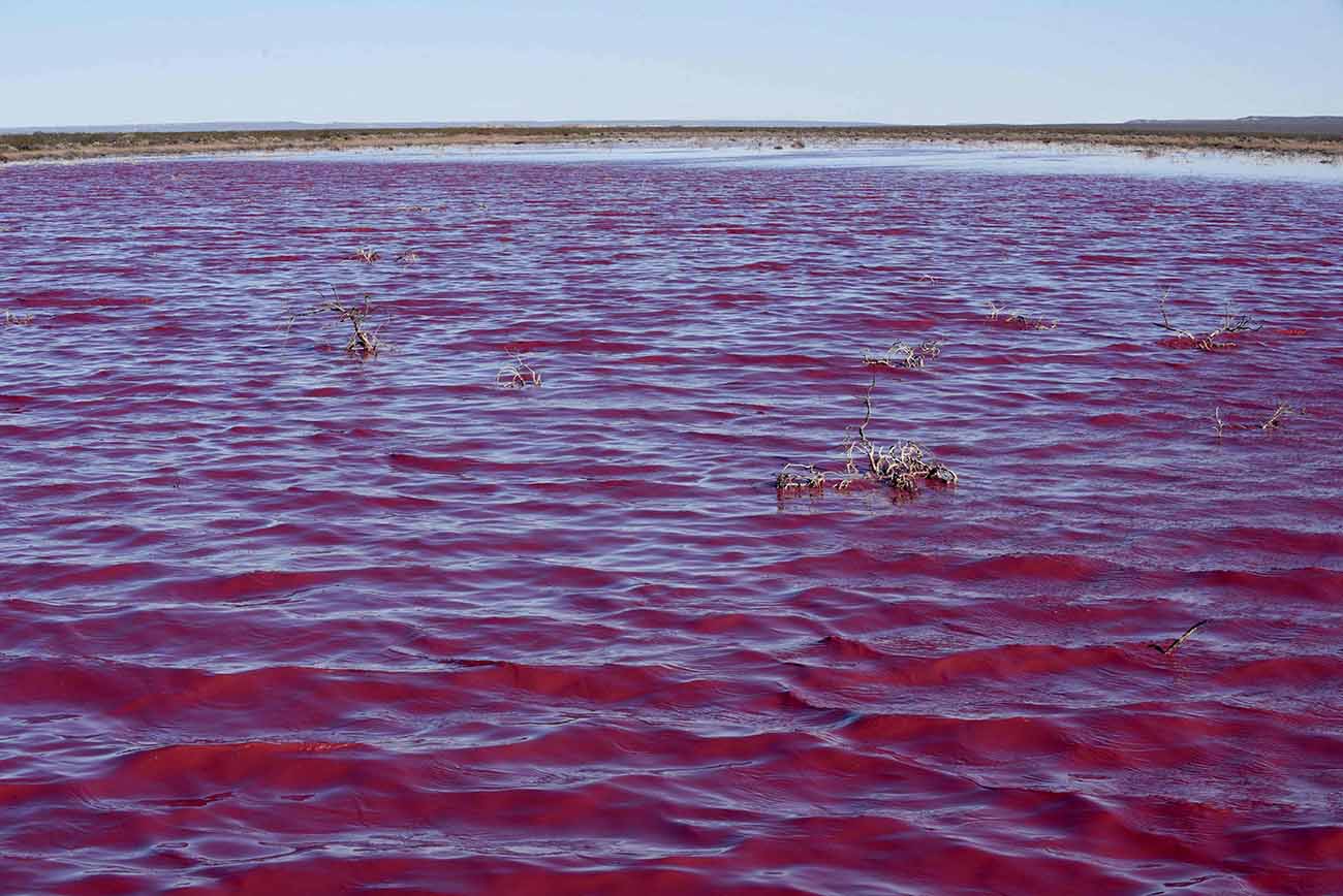Danau di Argentina Berubah Warna Jadi Merah Muda