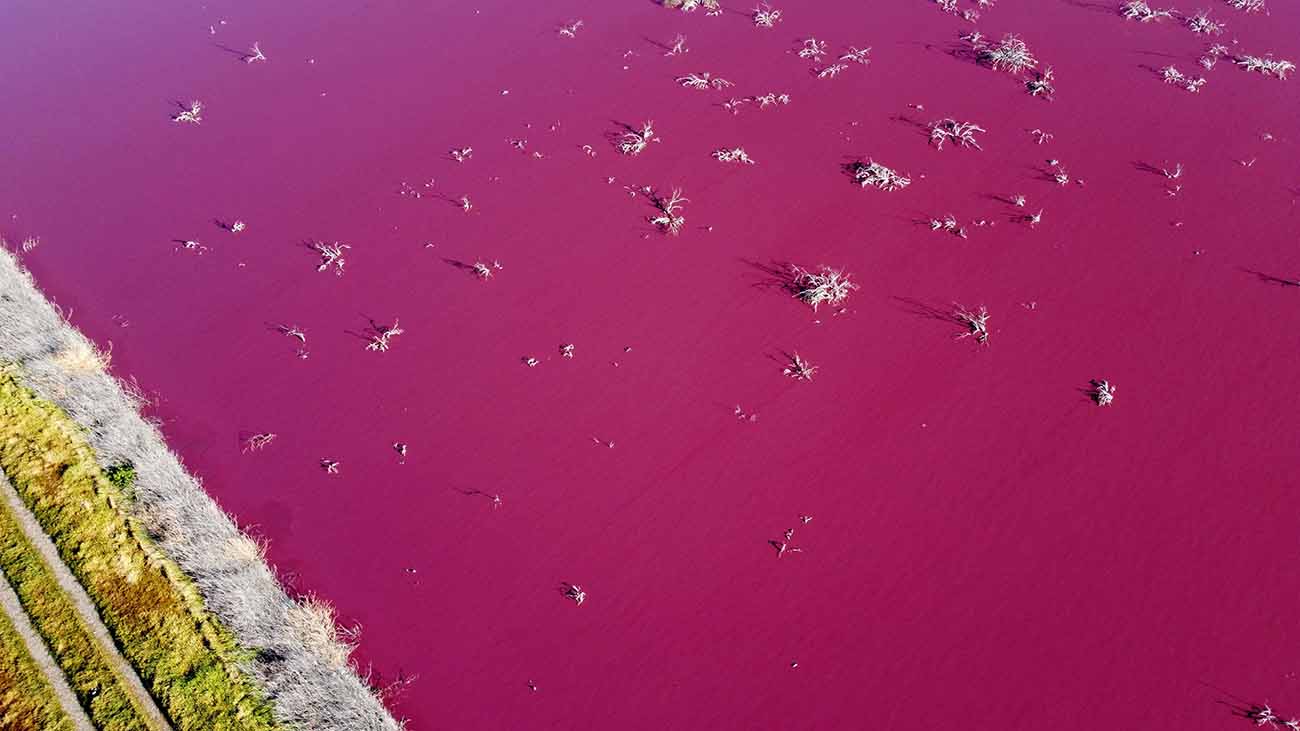 Danau di Argentina Berubah Warna Jadi Merah Muda
