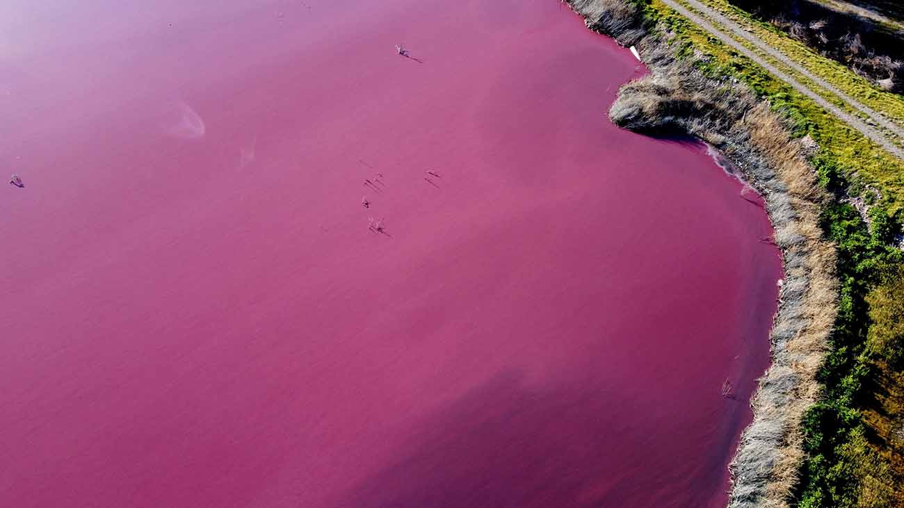 Danau di Argentina Berubah Warna Jadi Merah Muda