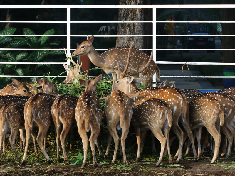 Penutupan Kembali Taman Kota Di Surabaya