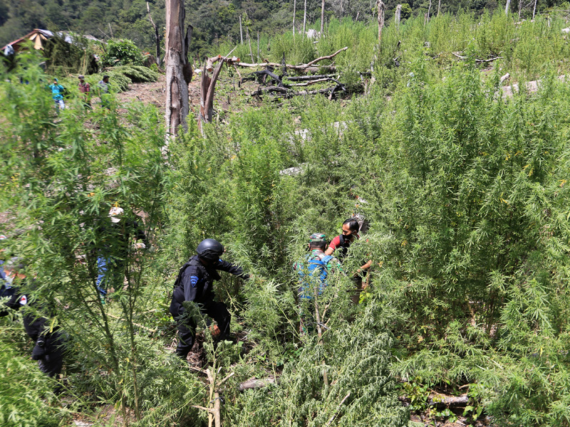 Pemusnahan Ladang Ganja Di Nagan Raya