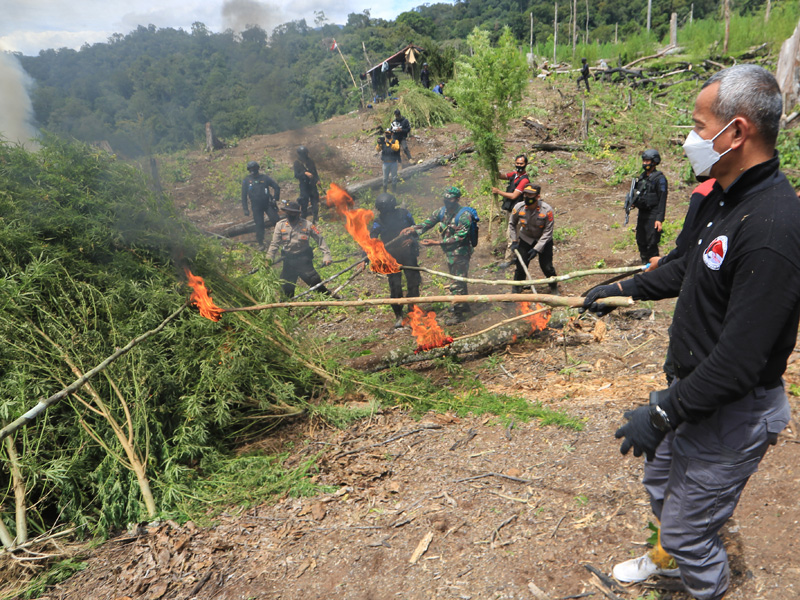 Pemusnahan Ladang Ganja Di Nagan Raya