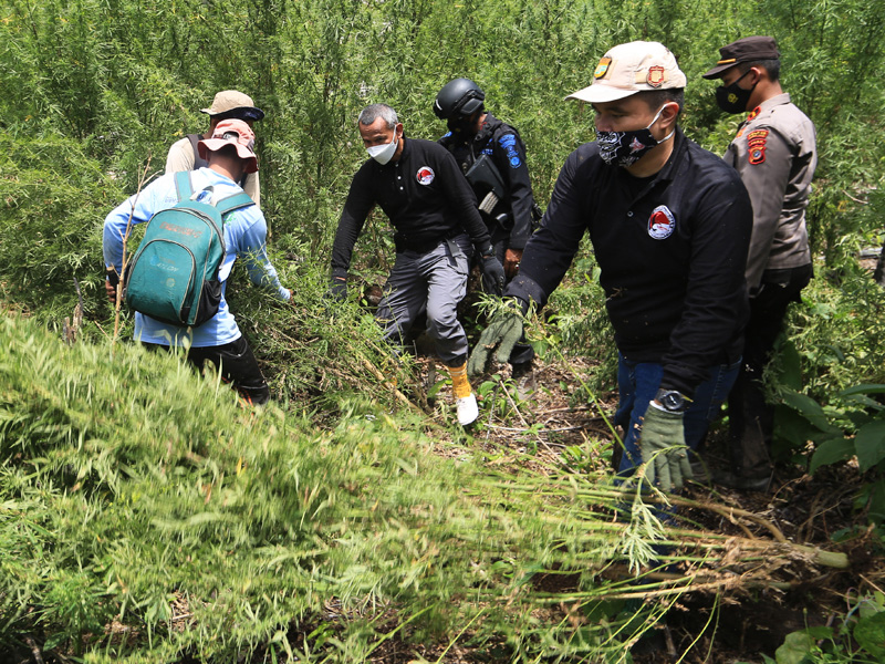 Pemusnahan Ladang Ganja Di Nagan Raya