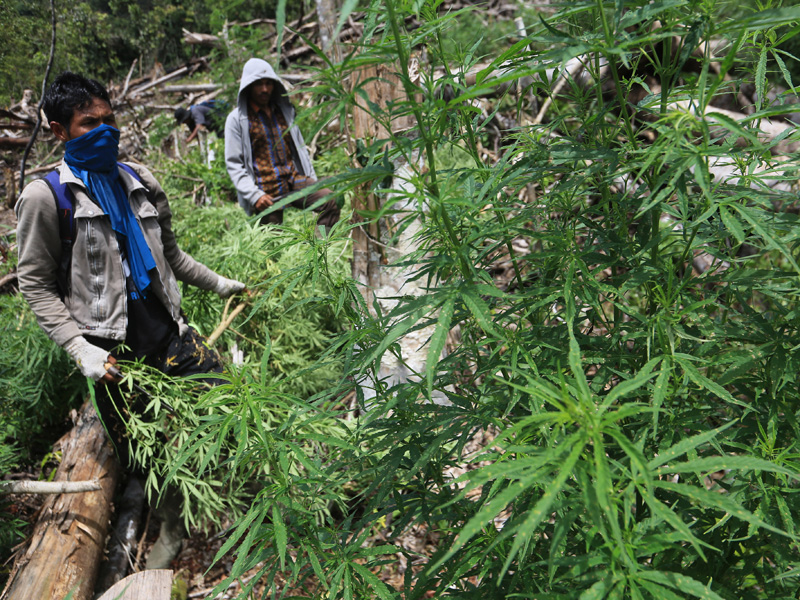 Pemusnahan Ladang Ganja Di Nagan Raya