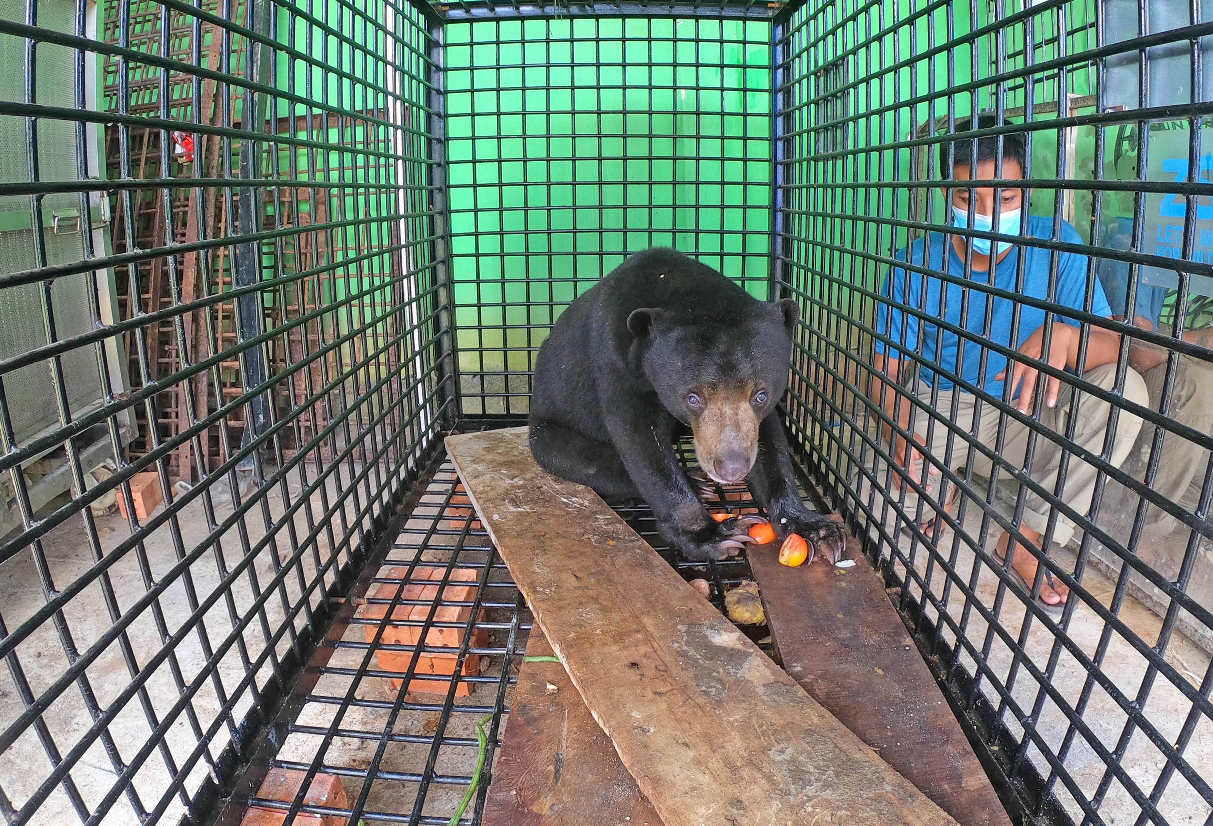 Perawatan Beruang Madu Terlibat Konflik