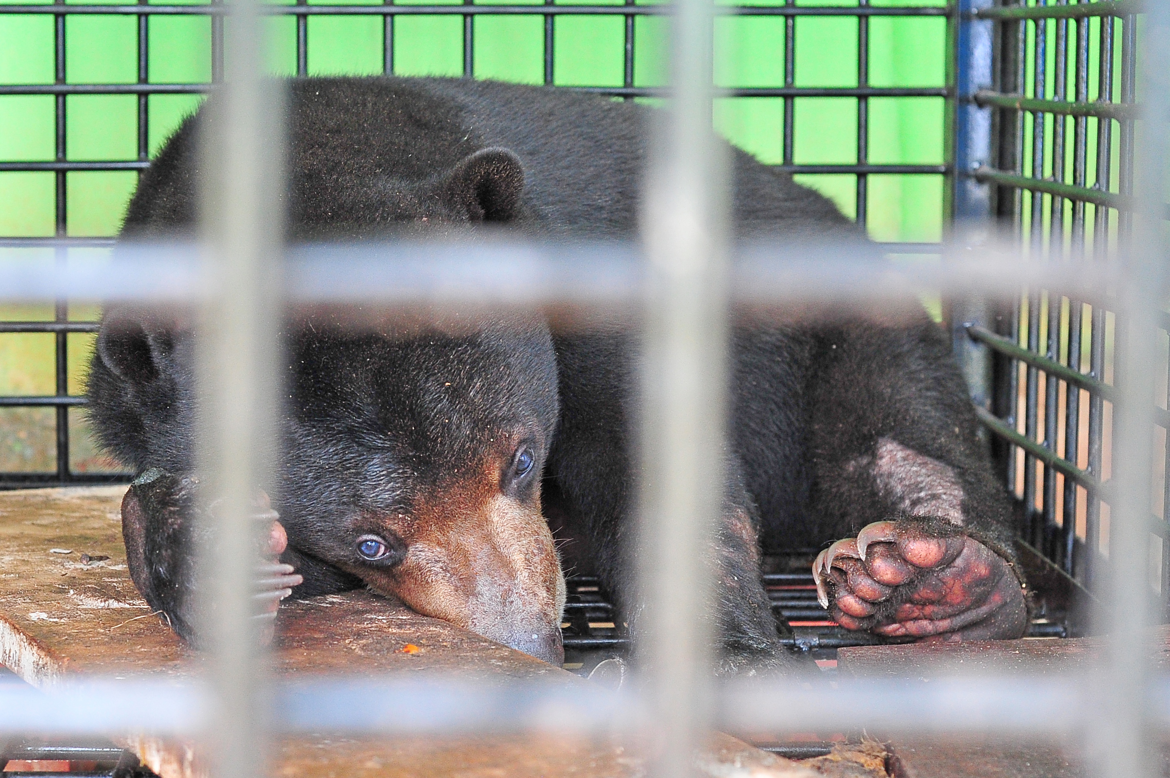 Perawatan Beruang Madu Terlibat Konflik