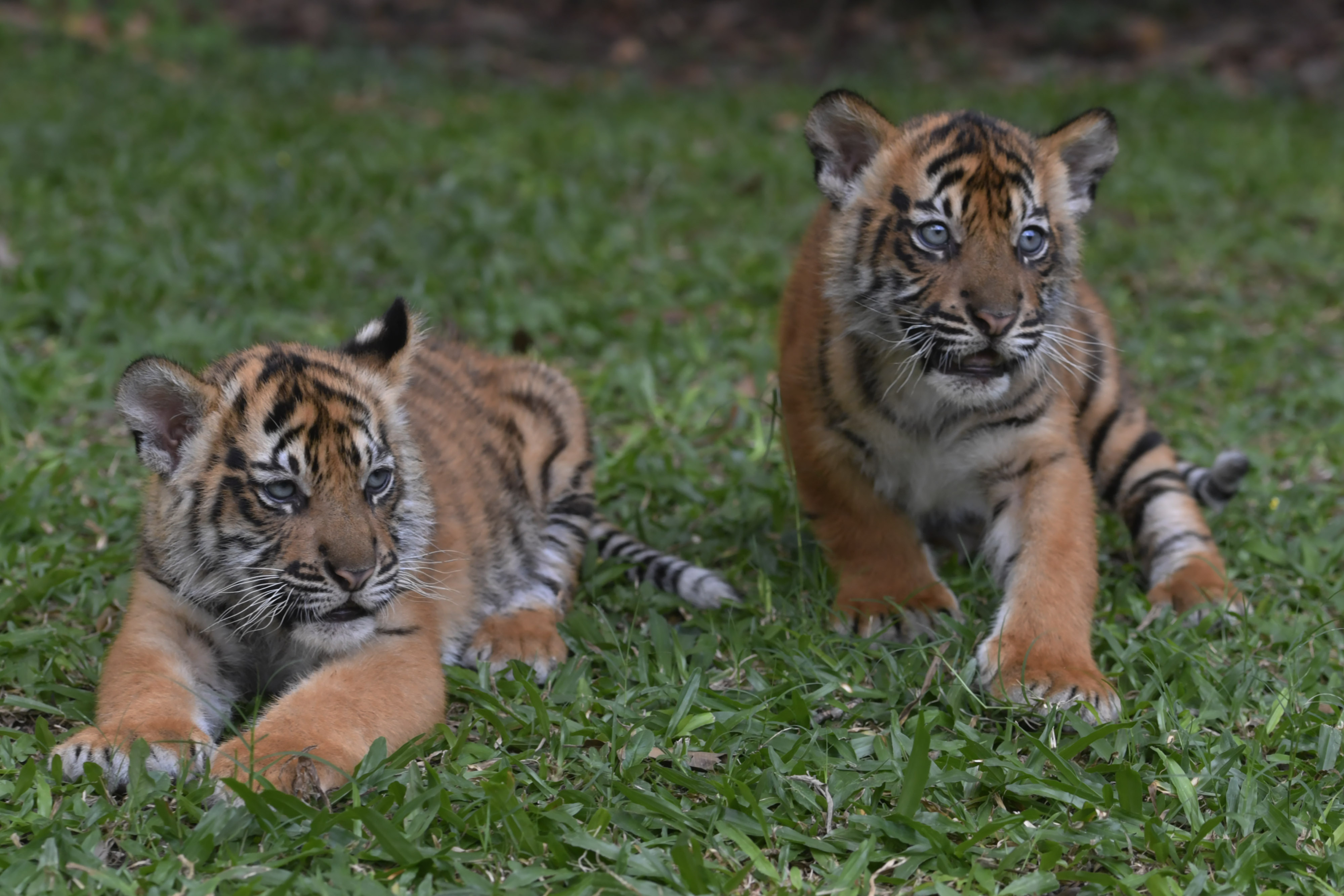 Bayi Harimau Sumatera Bernama Isyana dan Aura