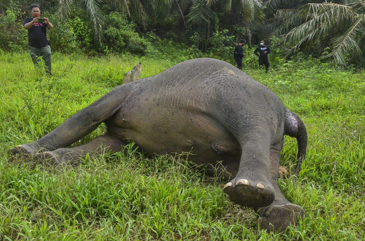 Gajah Sumatra Mati Tanpa Kepala