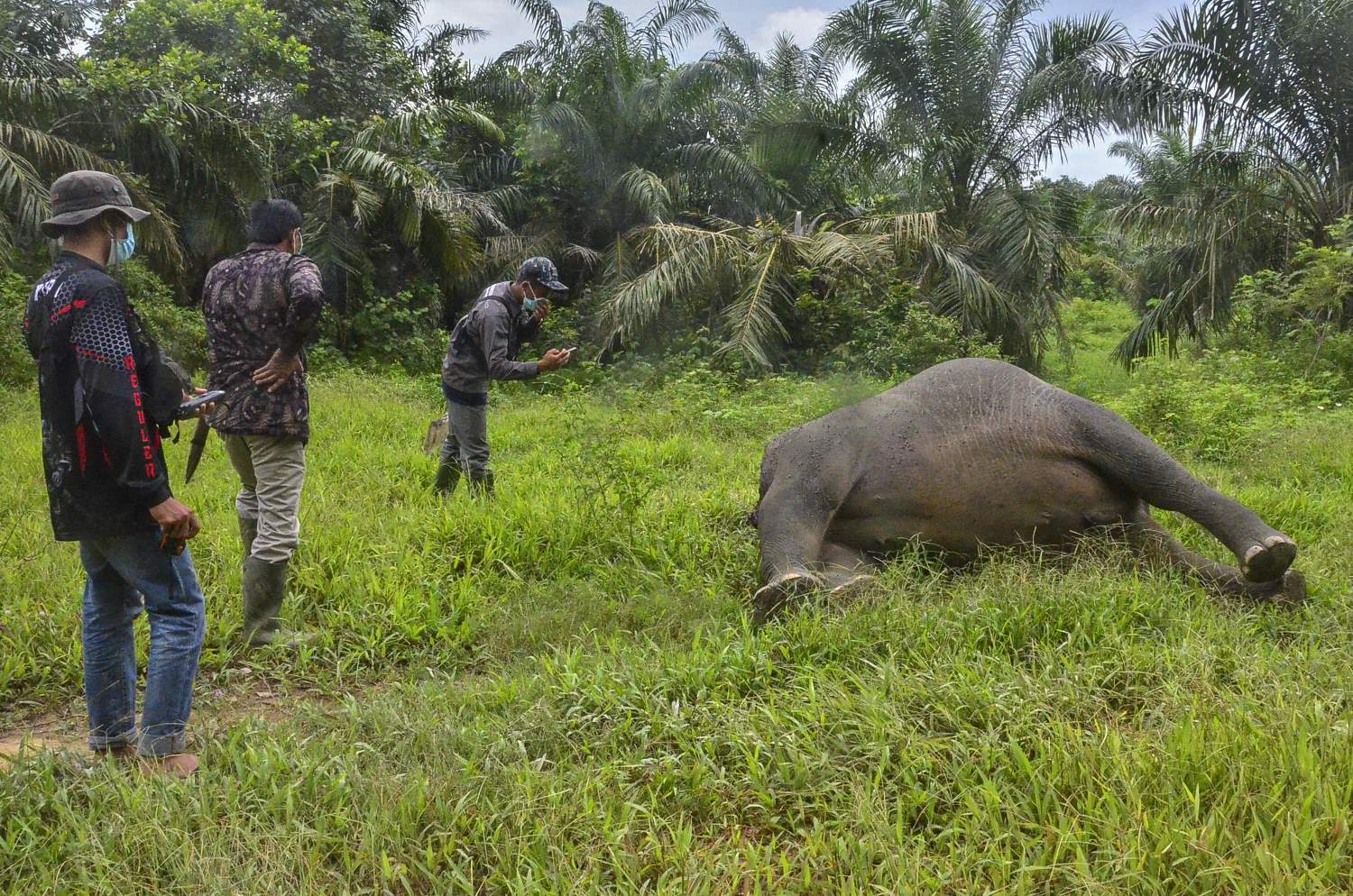 Gajah Sumatra Mati Tanpa Kepala