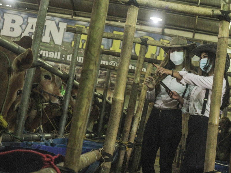 Penjualan Hewan Kurban Menggunakan SPG